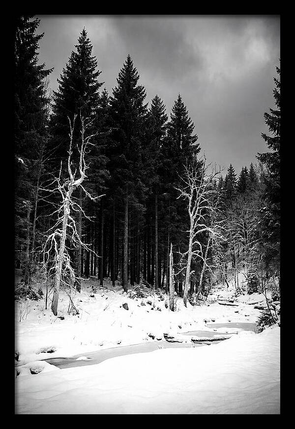 Tranquil Winter Landscape In The Black Forest