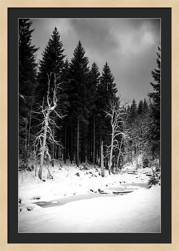 Tranquil Winter Landscape In The Black Forest