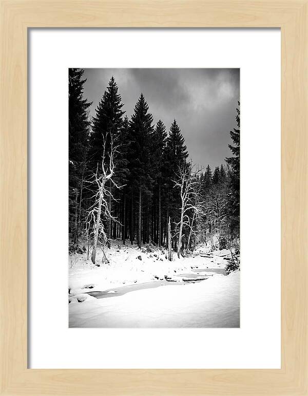 Tranquil Winter Landscape In The Black Forest