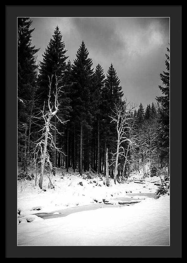 Tranquil Winter Landscape In The Black Forest