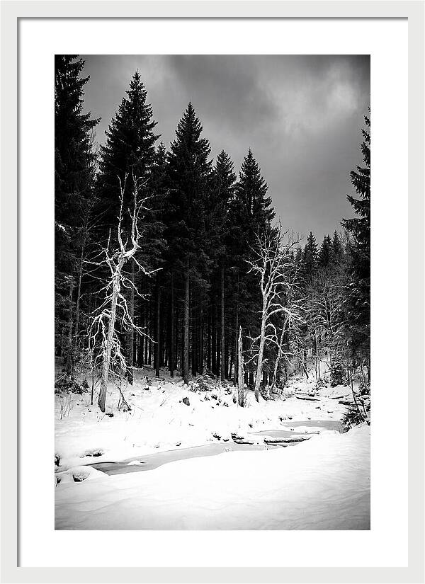 Tranquil Winter Landscape In The Black Forest