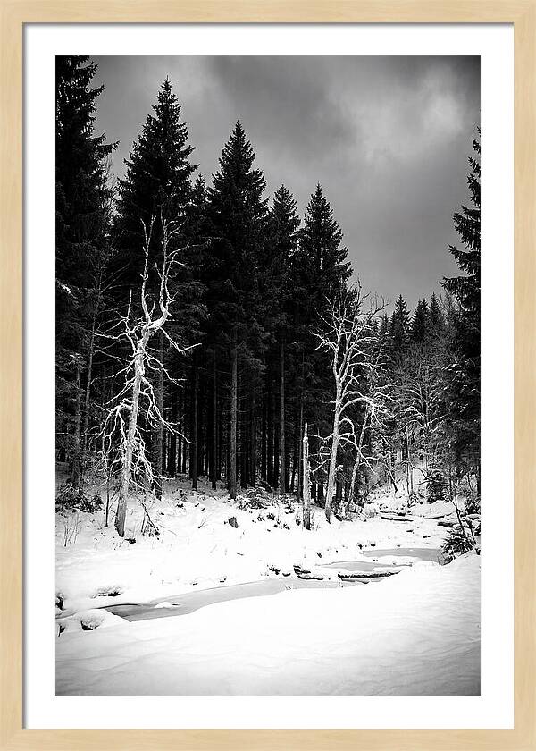 Tranquil Winter Landscape In The Black Forest