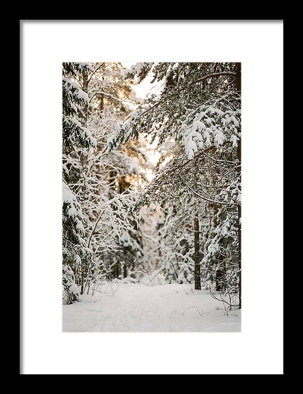 Tranquil Winter Scene In The Black Forest