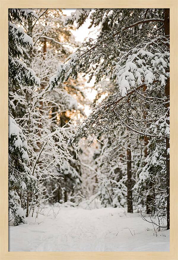 Tranquil Winter Scene In The Black Forest