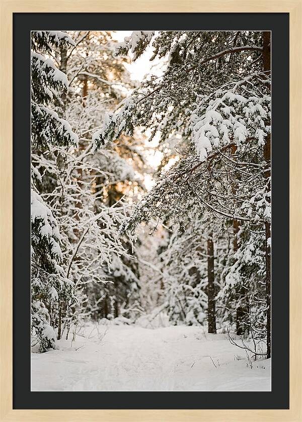 Tranquil Winter Scene In The Black Forest
