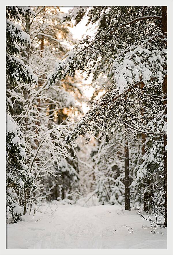 Tranquil Winter Scene In The Black Forest