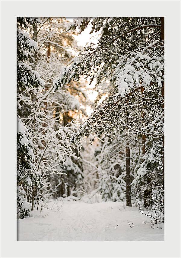 Tranquil Winter Scene In The Black Forest