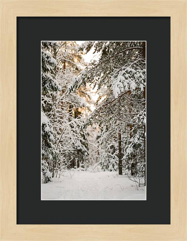 Tranquil Winter Scene In The Black Forest