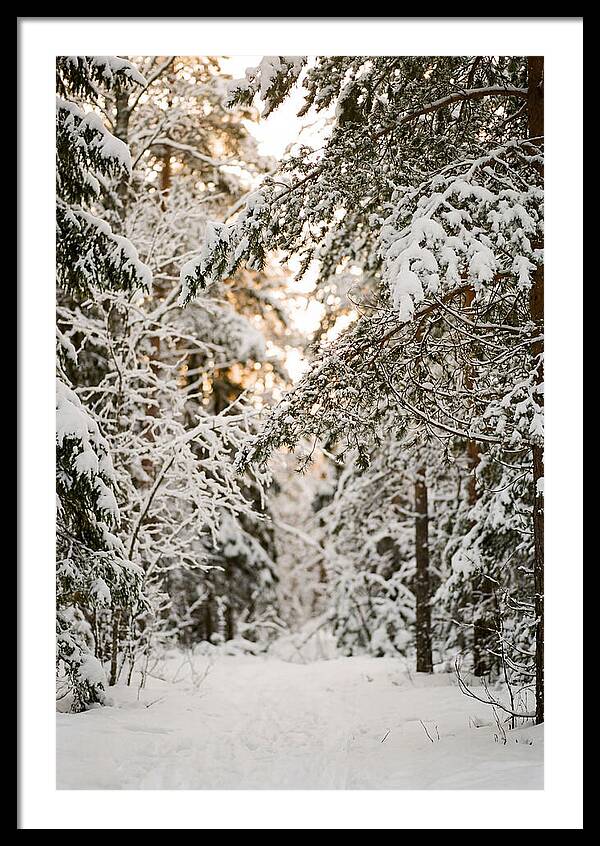 Tranquil Winter Scene In The Black Forest