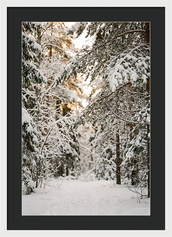 Tranquil Winter Scene In The Black Forest