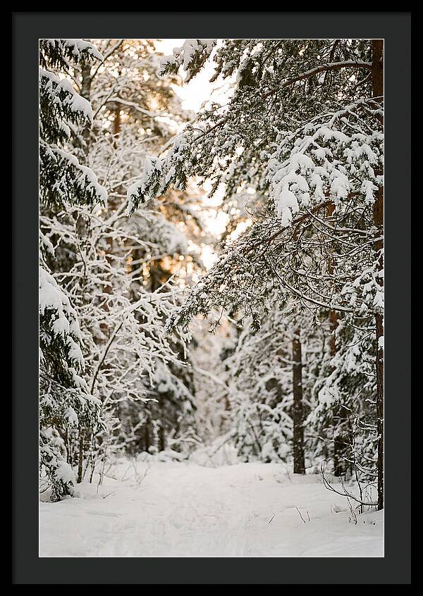 Tranquil Winter Scene In The Black Forest