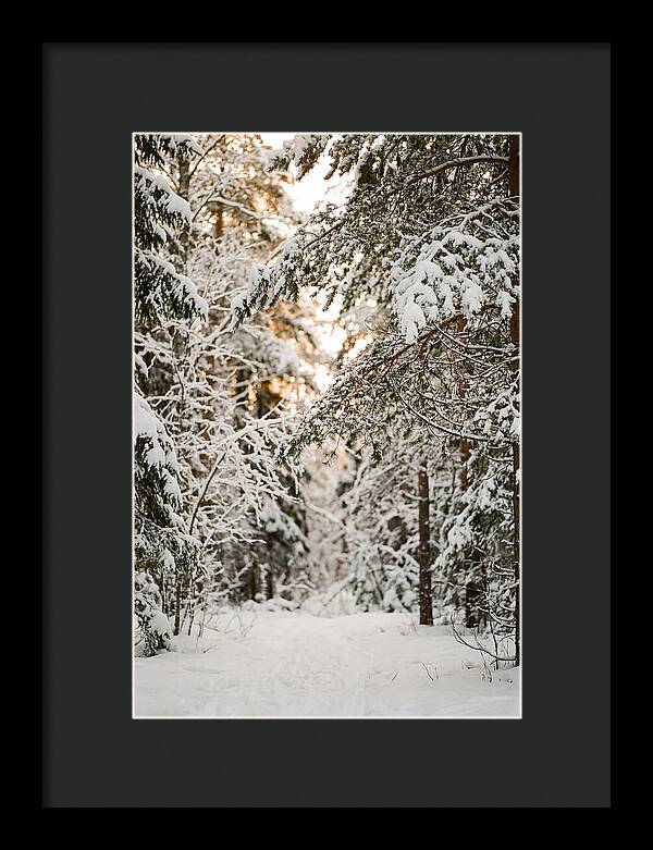 Tranquil Winter Scene In The Black Forest