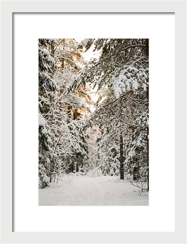 Tranquil Winter Scene In The Black Forest