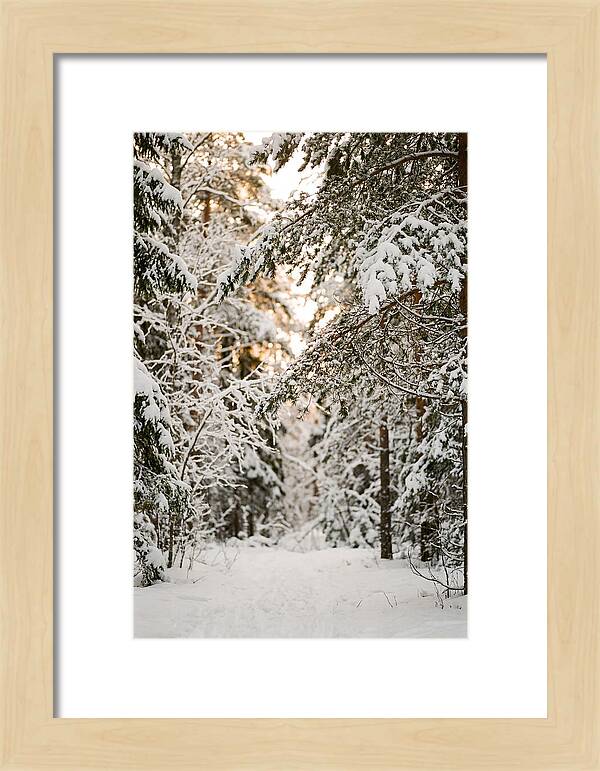 Tranquil Winter Scene In The Black Forest