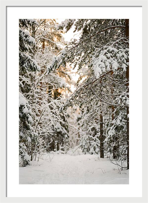 Tranquil Winter Scene In The Black Forest