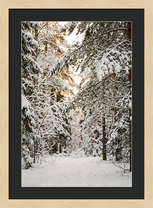 Tranquil Winter Scene In The Black Forest