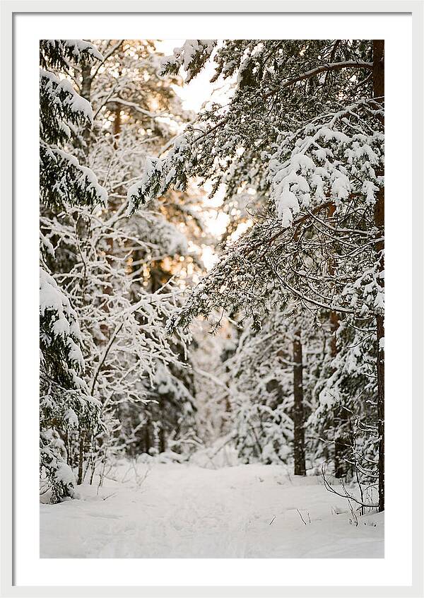 Tranquil Winter Scene In The Black Forest
