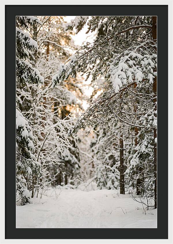 Tranquil Winter Scene In The Black Forest