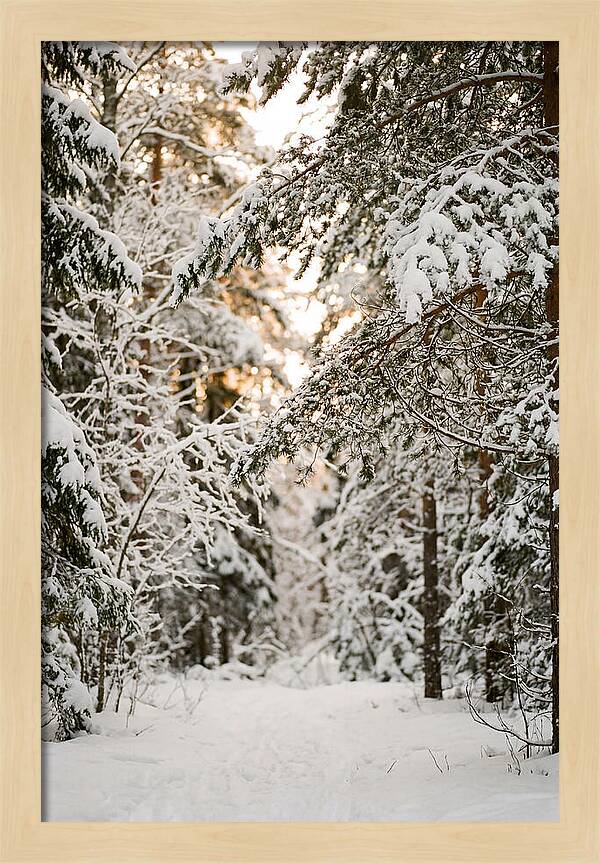 Tranquil Winter Scene In The Black Forest