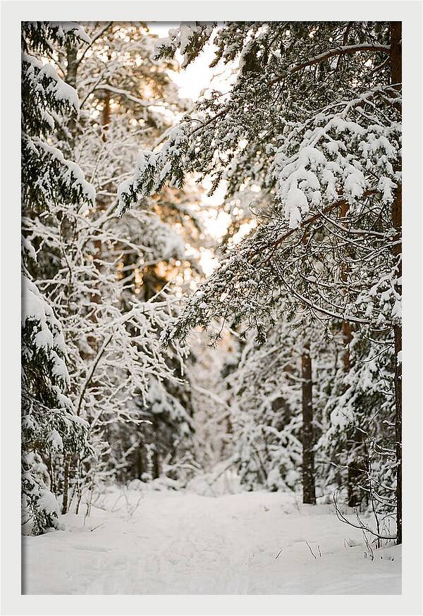Tranquil Winter Scene In The Black Forest