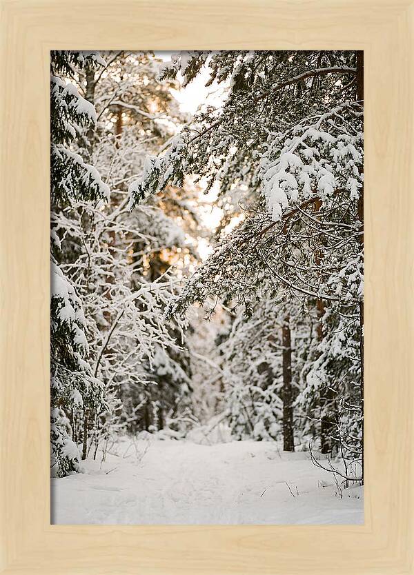 Tranquil Winter Scene In The Black Forest