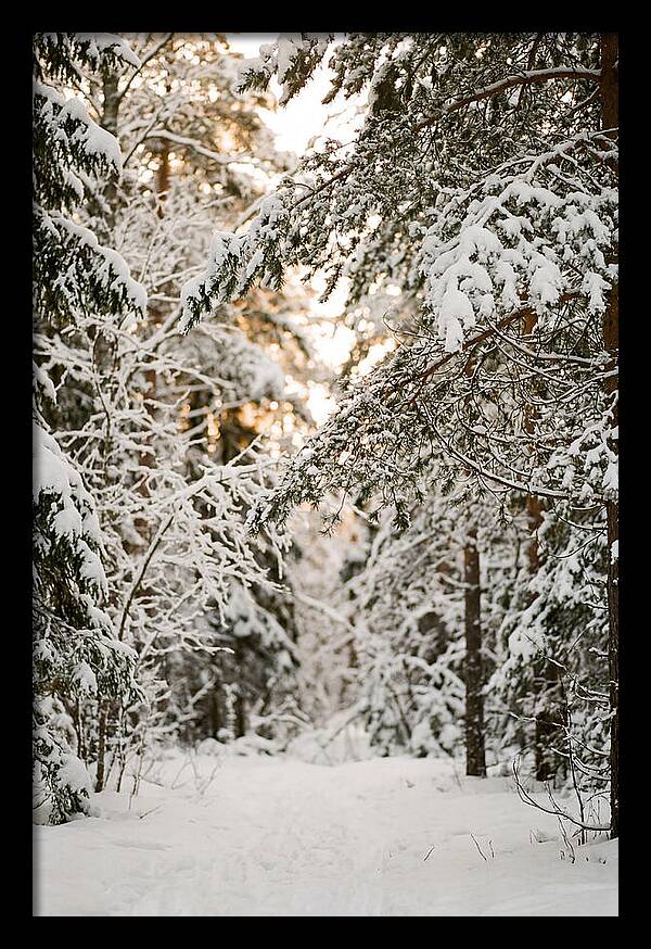 Tranquil Winter Scene In The Black Forest