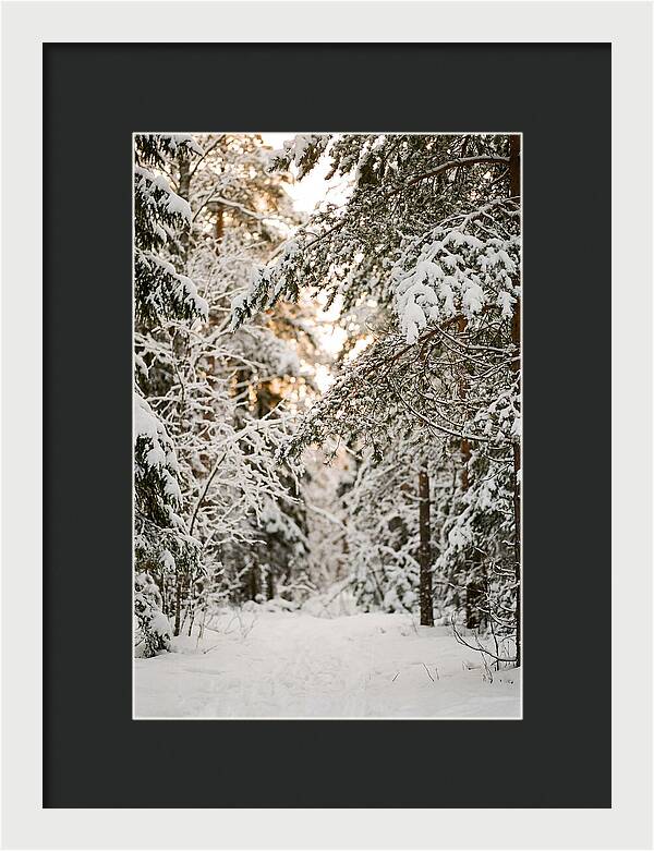 Tranquil Winter Scene In The Black Forest