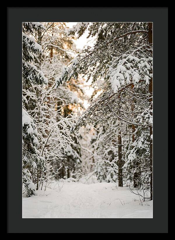Tranquil Winter Scene In The Black Forest
