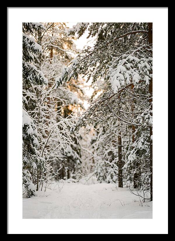 Tranquil Winter Scene In The Black Forest
