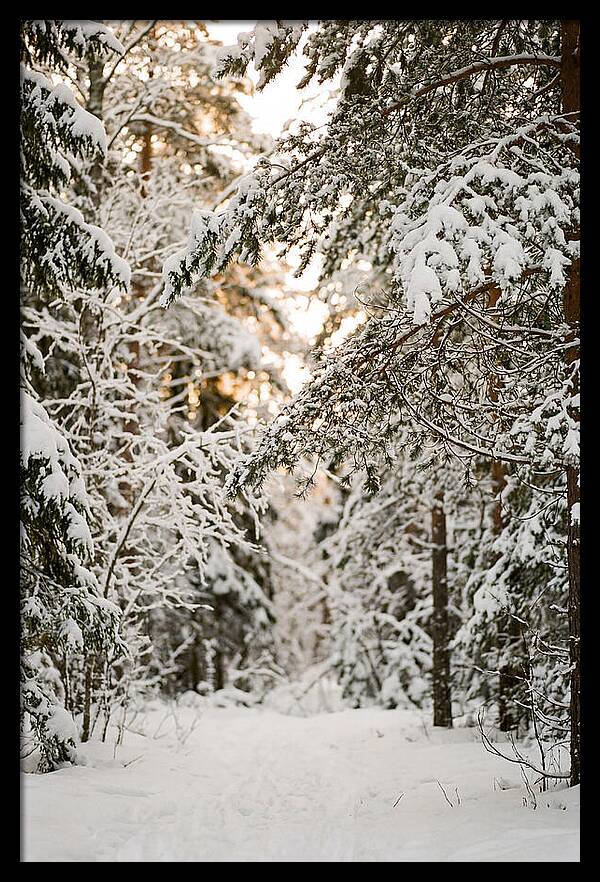 Tranquil Winter Scene In The Black Forest