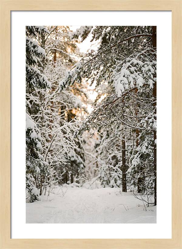 Tranquil Winter Scene In The Black Forest
