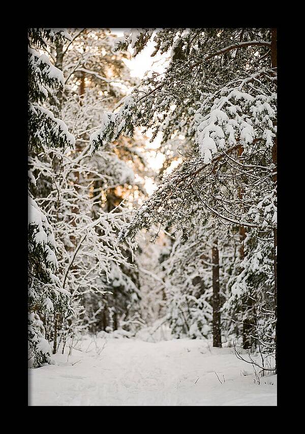 Tranquil Winter Scene In The Black Forest