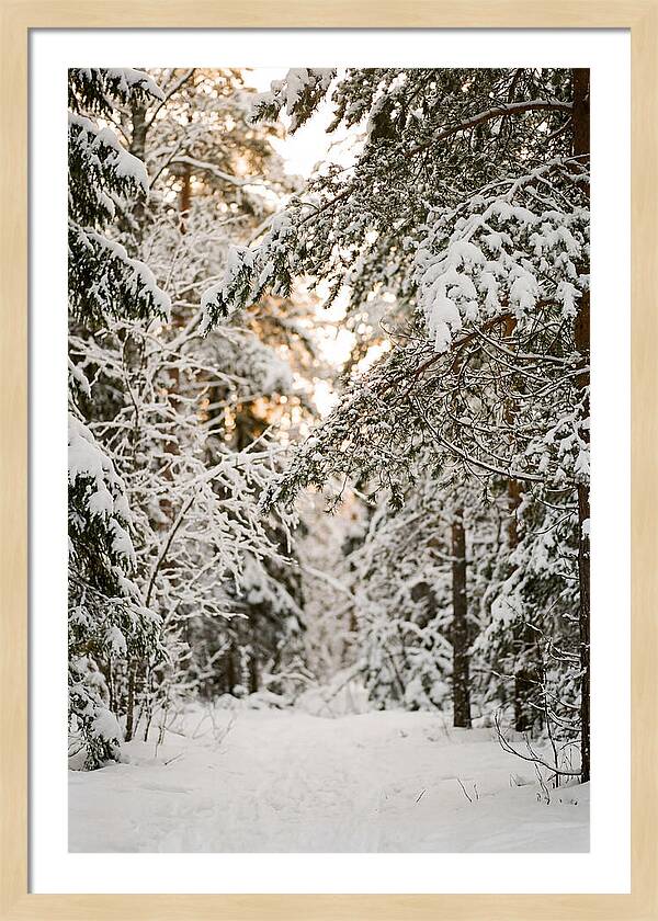 Tranquil Winter Scene In The Black Forest
