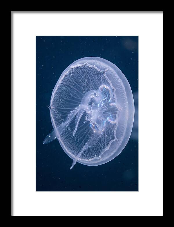 Translucent Jellyfish Elegance