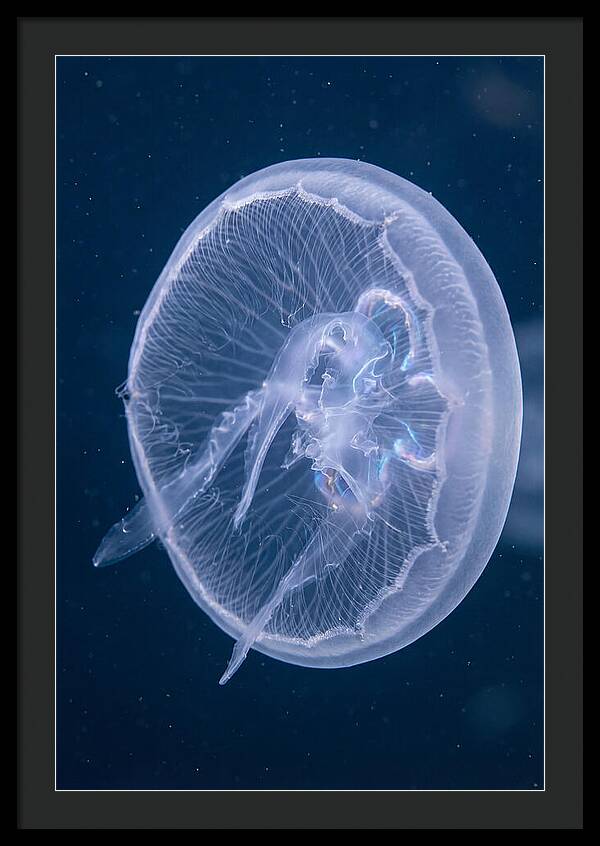 Translucent Jellyfish Elegance