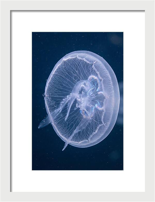 Translucent Jellyfish Elegance
