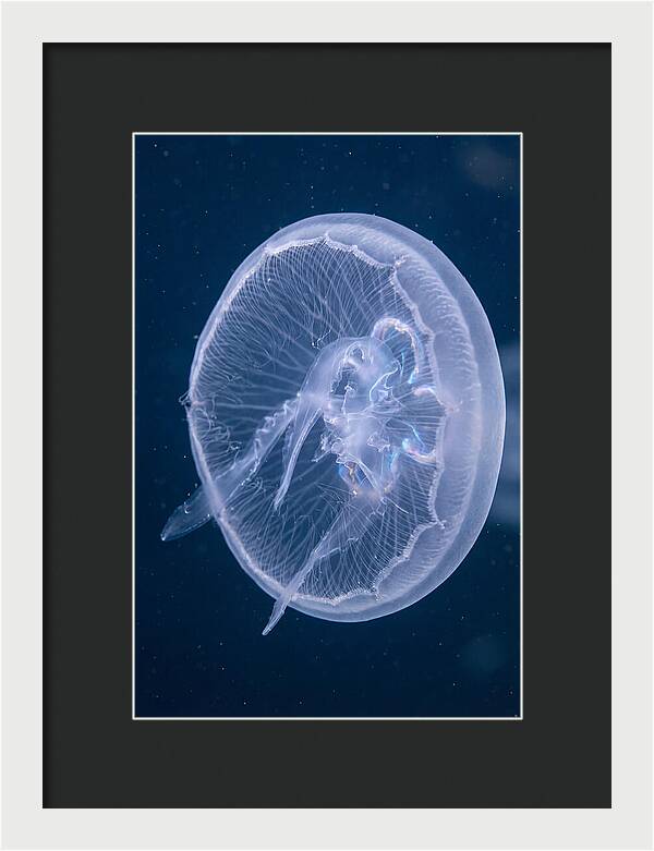 Translucent Jellyfish Elegance