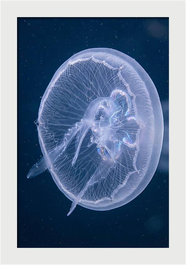 Translucent Jellyfish Elegance