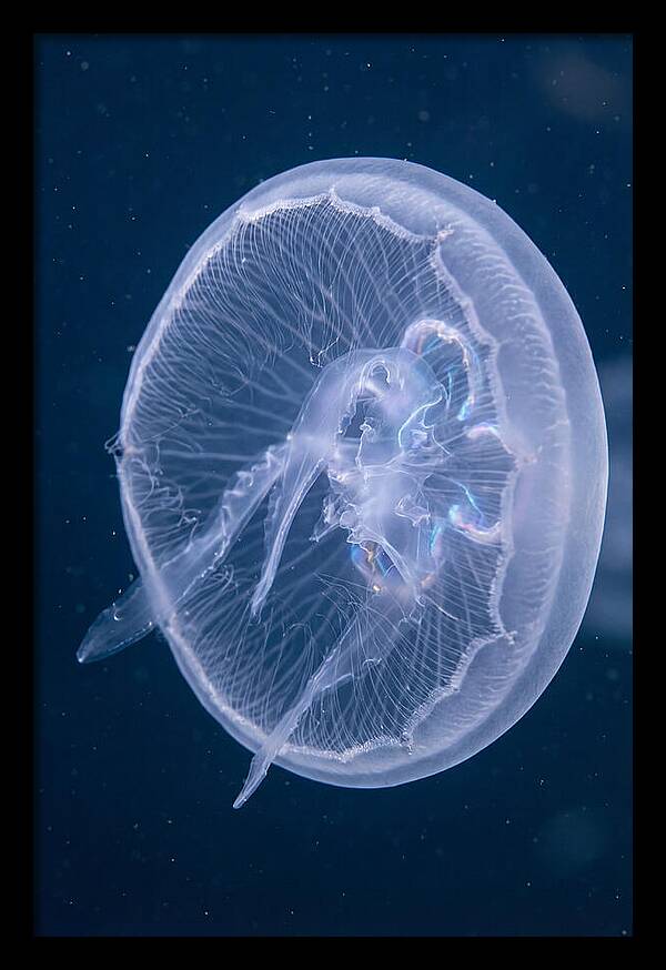 Translucent Jellyfish Elegance