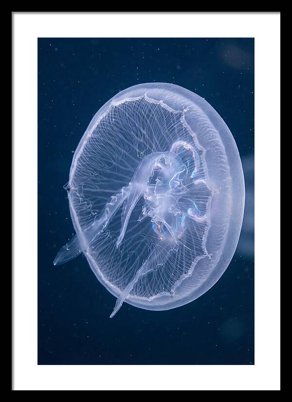 Translucent Jellyfish Elegance