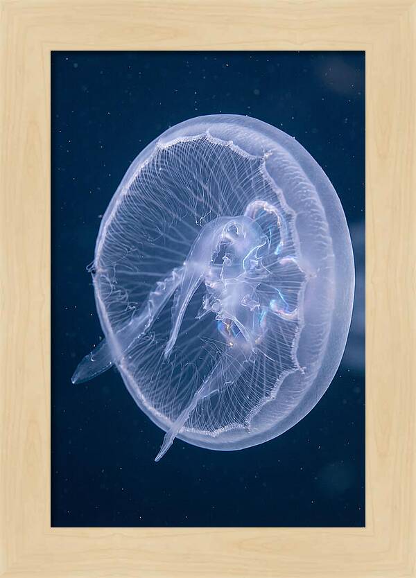 Translucent Jellyfish Elegance