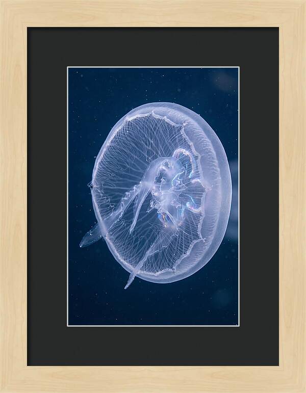 Translucent Jellyfish Elegance