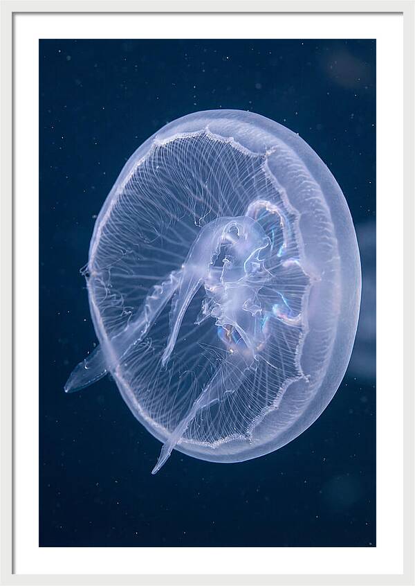Translucent Jellyfish Elegance