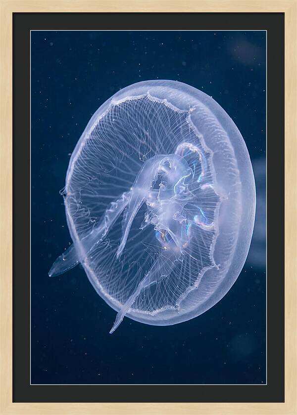 Translucent Jellyfish Elegance