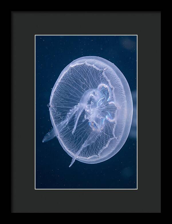 Translucent Jellyfish Elegance