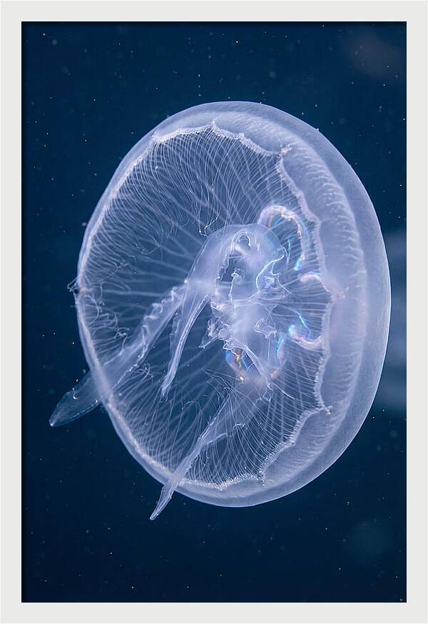 Translucent Jellyfish Elegance