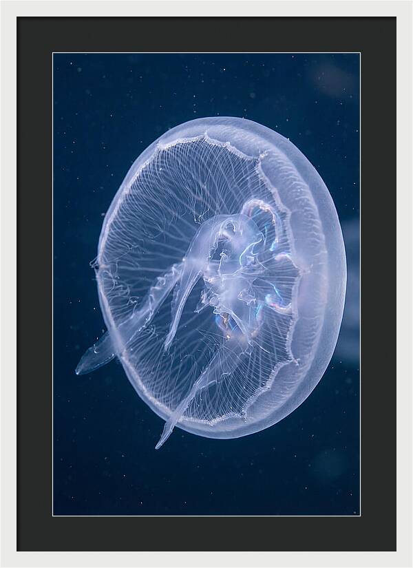 Translucent Jellyfish Elegance