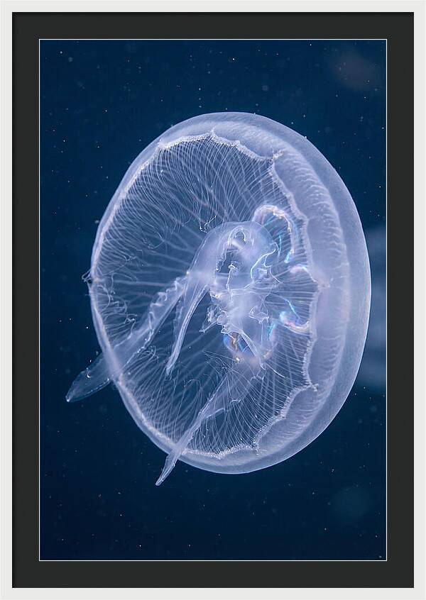Translucent Jellyfish Elegance