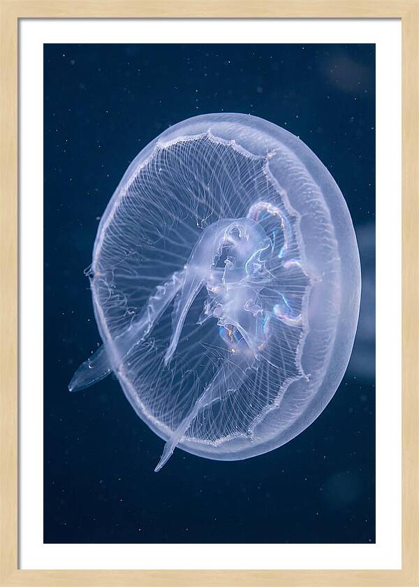 Translucent Jellyfish Elegance