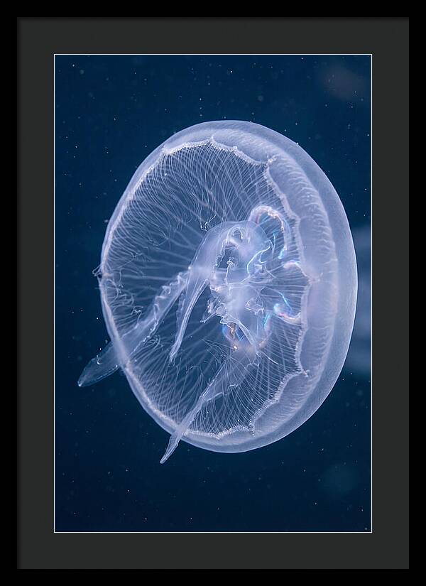 Translucent Jellyfish Elegance